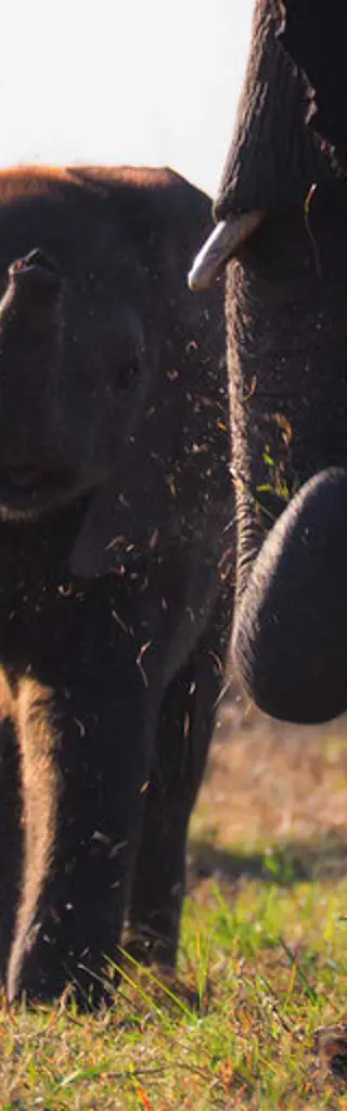 Abenteuer Namibia und Botswana im 4x4 und entspannen auf Mauritius